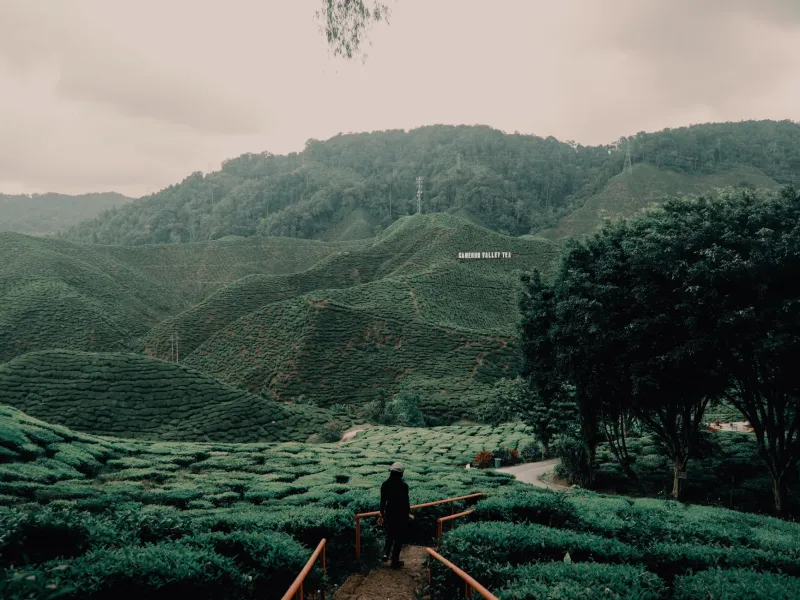 Boxed In and Thinking Clearly: What Enclosed Landscapes Do to the Decisions You Make